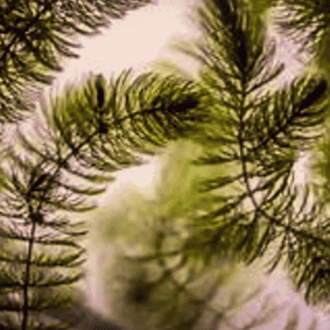 Plant GIF by AquariumMe