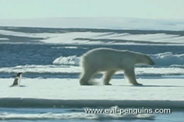 Polar Bear Penguin GIF