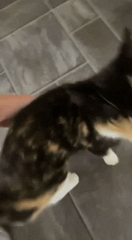 Jacoblinselcat GIF