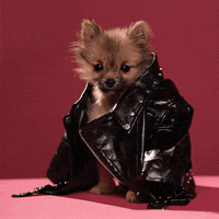 Leather Jacket GIFs - Get the best GIF on GIPHY
