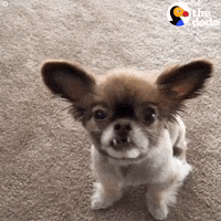 photo Chihuahua Barking Gif dog chihuahua gif by the dodo