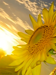 morning sunflower GIF