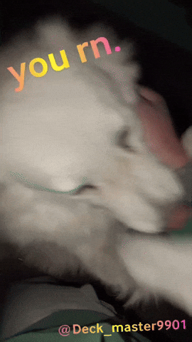 White Dog GIF