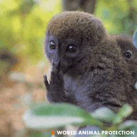 Scared Stress GIF by World Animal Protection