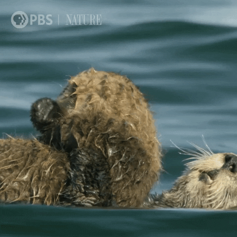 Sea Otter Love GIF by Nature on PBS