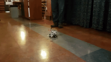 maximepelchat  GIF
