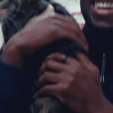 New York Knicks Cat GIF