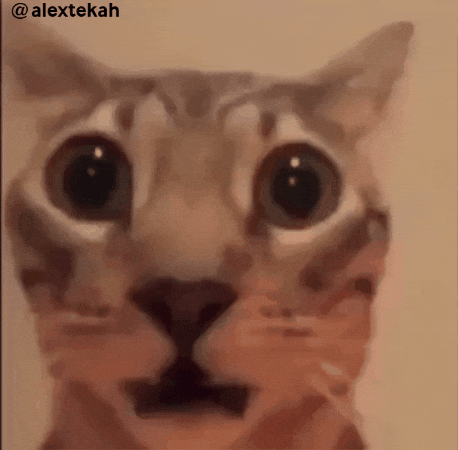 Cat looking startled