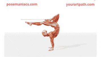 Anatomy GIF