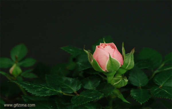  rose satisfying blooming GIF