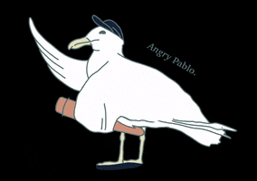 Brighton Seagull GIF by Angry Pablo