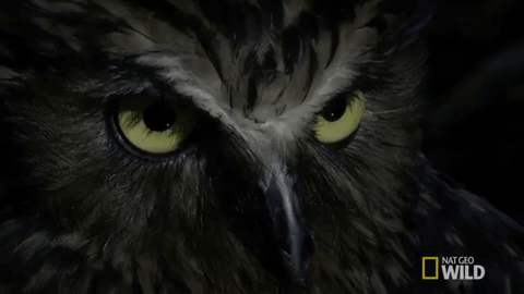 Buffy Fish Owl GIFs - Get the best GIF on GIPHY