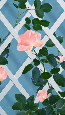 Rose Collage GIF by Daan Habets