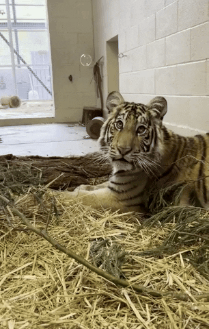 Tiger Bubbles GIF by Storyful