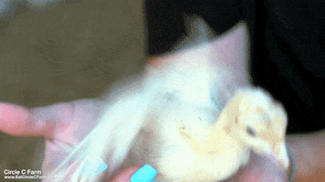 200.gif?cid=fc005b085e96dfc6095c36db7f27ad11eef0b8695eb87029&rid=200.gif&ct=g