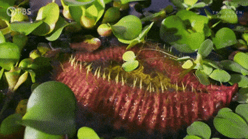 Growing Bbc GIF by PBS