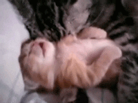 Cat mom 2024 hugs baby kitten