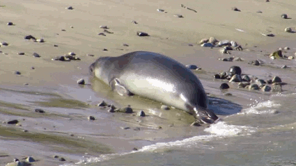 seal GIF