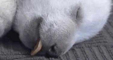 polar bear sleeping GIF
