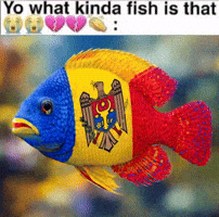 Romania Moldova GIF