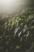 leaf clover GIF