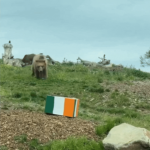 St Patricks Day Bear GIF by Storyful