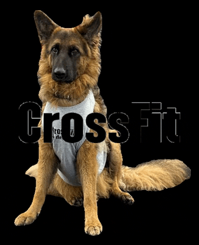 Crossfitvdh GIF