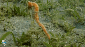 liquidART seahorse guadeloupe hippocampe liquidart GIF