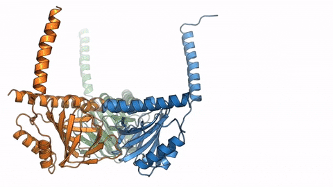 Protein Structure Gif