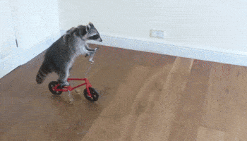 Raccon GIFs - Find & Share on GIPHY