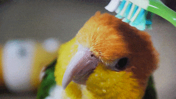 bird combing GIF