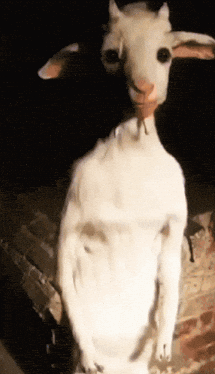 Goat GIF by Koduxa