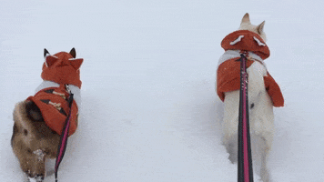 Dog Fox GIF by KeepUpWithJazAndYumi