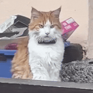 Angry GIF