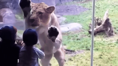 Lion-kids GIFs - Get the best GIF on GIPHY
