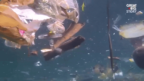 Water Fish GIF by Great Big Story - Find & Share on GIPHY