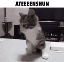 Cat Kitty GIF