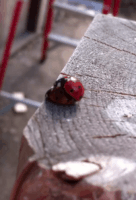 Love Bug Ladybug GIF by Bent Stick Brewing