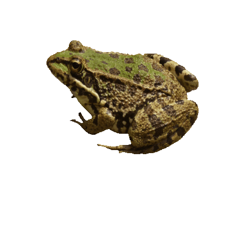 Frog Sticker by Silo Arte e Latitude Rural