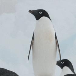 Wildlife gif. We zoom in on a penguin with wide eyes and its beak open in a surprised seeming expression. Text, "Whut."