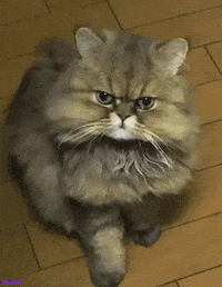 funny cat angry cat gif