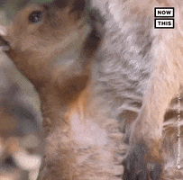 Baby Animals Hug GIF by NowThis