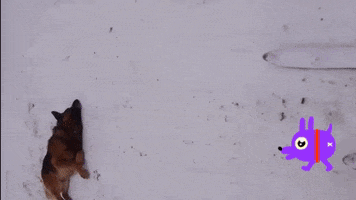 Dog GIF