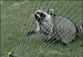 raccoon GIF