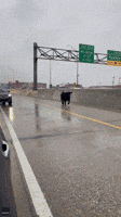 Cow Escapes Trailer, Charges Down Busy Michigan Highway