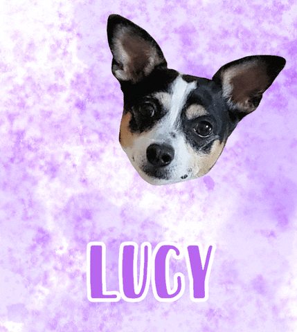 Dog Lucy GIF