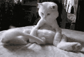 Cat Kitty GIF by Kraken Images