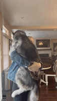 Husky Enjoys Slow Dance With Owner at Colorado Home