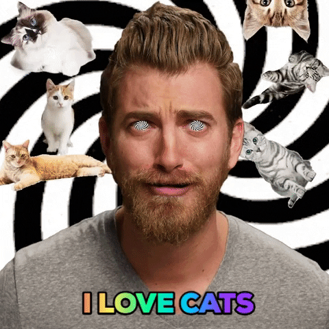 cat GIF by Rhett and Link