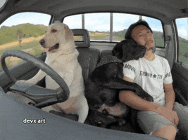 Dog Driving GIF by DevX Art